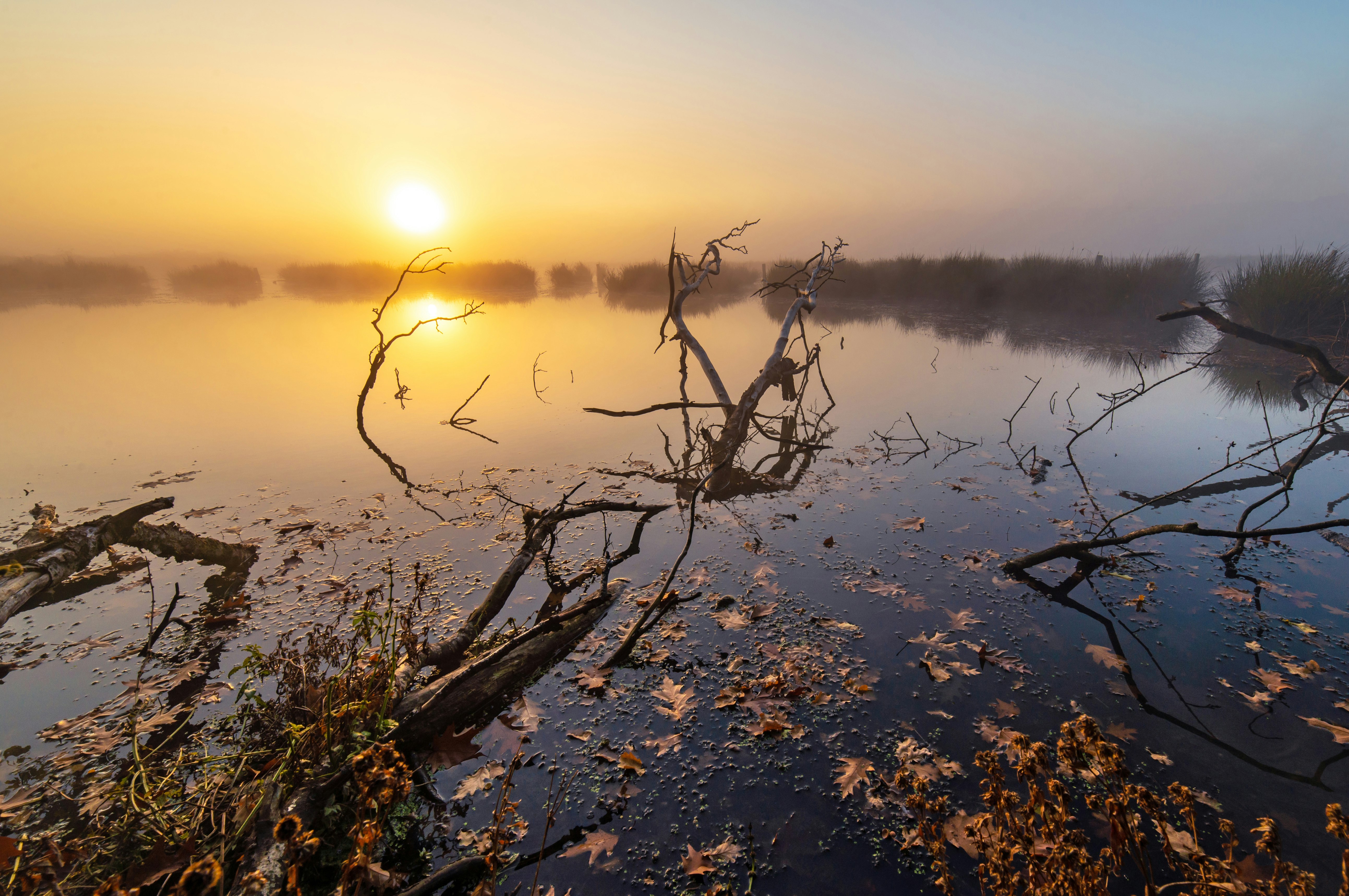 bare trees and logs on body of water